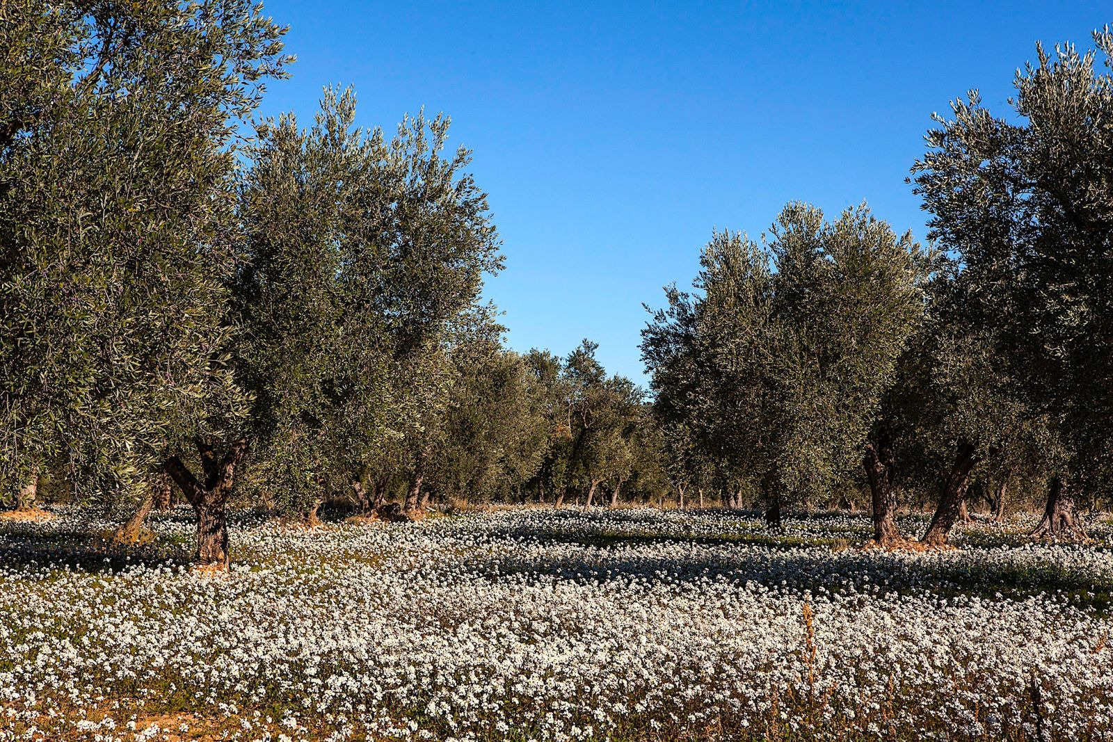 Rows of rainfed olive trees in Matarraña