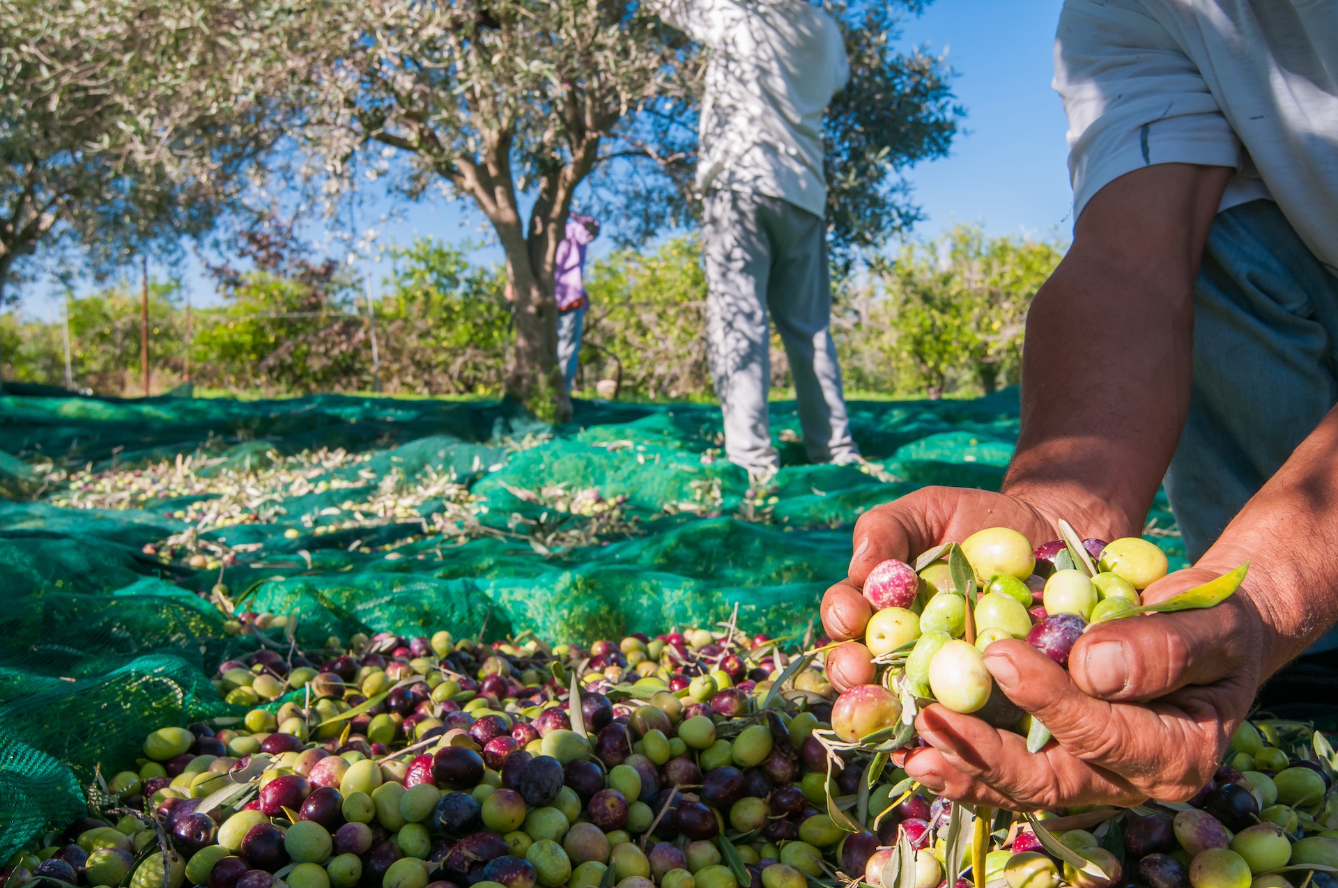 Traditional olive harvesting in the Three Kingdoms groves